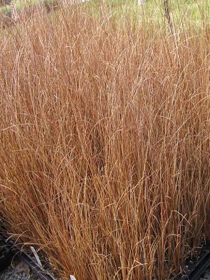 CAREX red Rooster